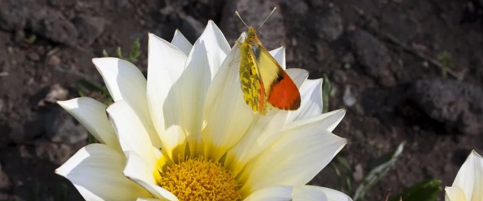 https://www.casadellefarfallemonteserra.it/en/la-farfalla-delletna/#!